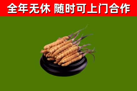 龙山区烟酒回收冬虫夏草.jpg